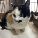 推定2歳の三毛猫︎︎！甘えん坊でくっつき虫！？