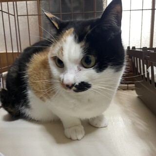 推定2歳の三毛猫︎︎！甘えん坊でくっつき虫！？