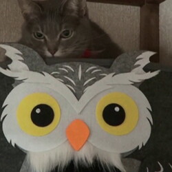 「三匹の我が家の子たち」サムネイル2