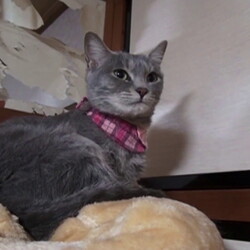 「三匹の我が家の子たち」サムネイル3