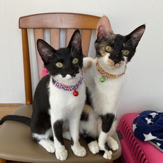 元気いっぱい仲良し姉妹