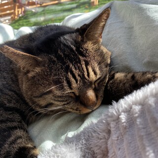 家猫修行中、人馴れ出来ました！