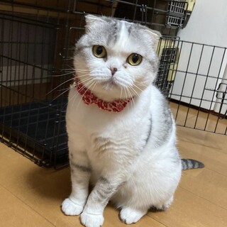 人馴れ抜群！甘えん坊♡カンナちゃん