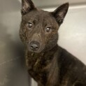 小柄な甲斐犬の女の子桃ちゃん