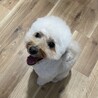 いとうえり