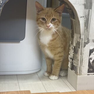 【８ヵ月♂】茶白　じゃがくん