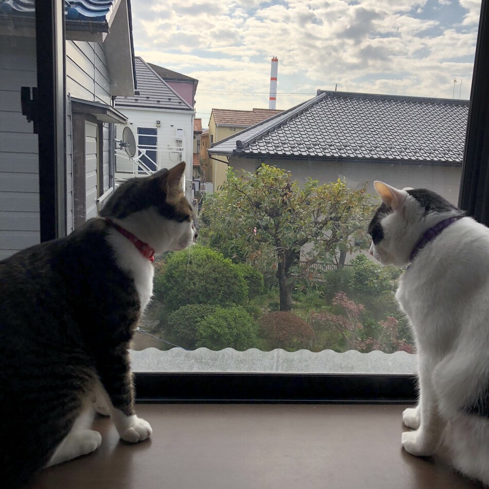 カンナのカバー写真