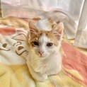 6ヶ月♂ふわふわ茶シロ子猫