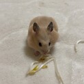ハムスター里親募集