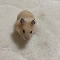 ハムスターの里親募集