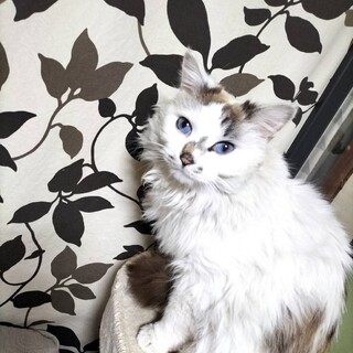 きれいな青い目で長毛の甘えたさん