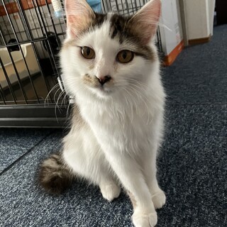 長毛の甘えん坊すーちゃん