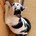 まだまだ甘えたい　お利口ハルちゃん