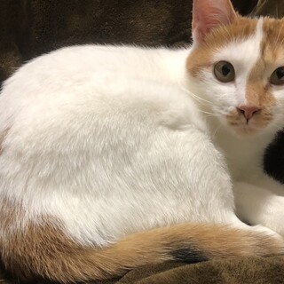 猫 1匹〜3匹の里親様　お願い致します。