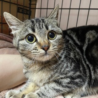 里親決定。どんぐりちゃん