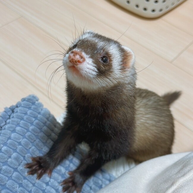 しえる0429のカバー写真