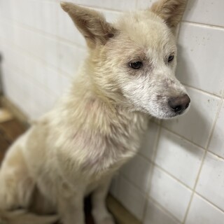 殺処分対象です！16日までです！