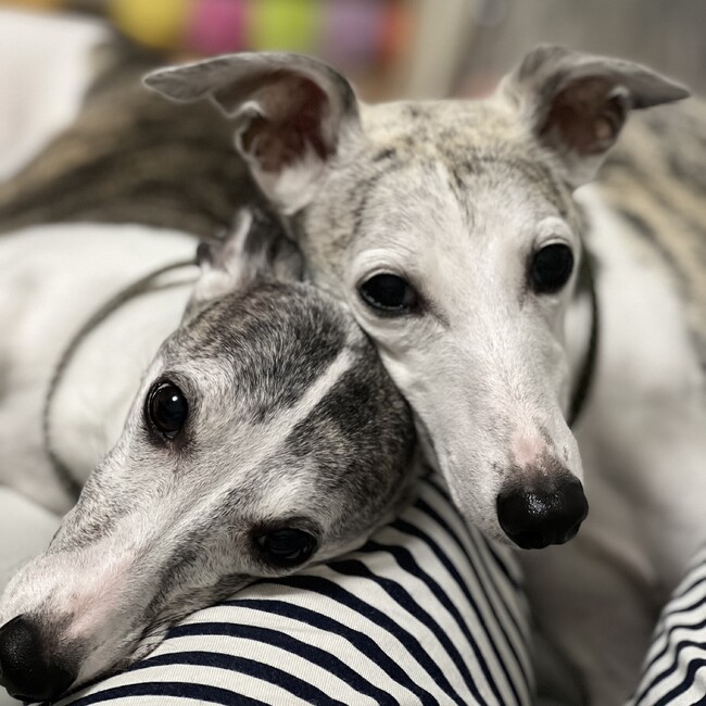 ベルモ二のカバー写真