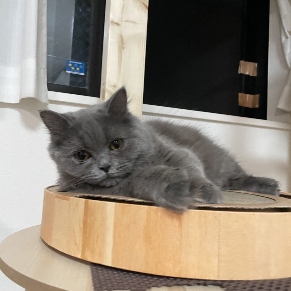 モンブランのカバー写真
