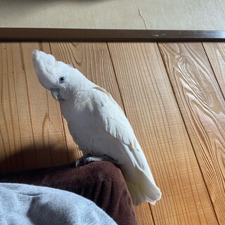 ソロモンオウム　メス　里親決定しました。