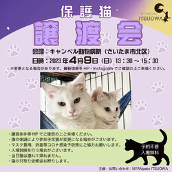 キャンベル動物病院保護猫譲渡会