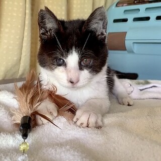 ほんわか癒し系・人懐っこい男の子