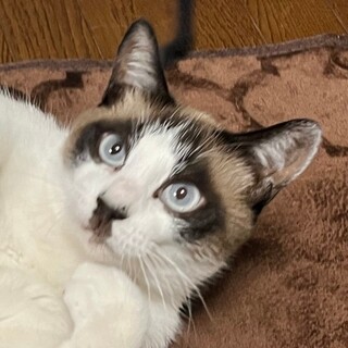 ブルーアイの甘えん坊☆そうくん