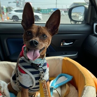 男らしいお顔のミニピン「ピピ」くん