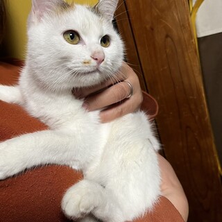 ෆ⃛美猫姉妹ですෆ⃛しらたまちゃん