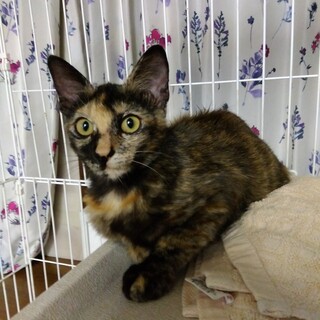 さび猫【メス・4か月】良く懐く大人しい子です！！