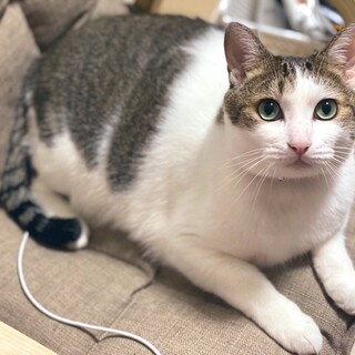 とにかく人が大好きな甘えんぼキジ白くん