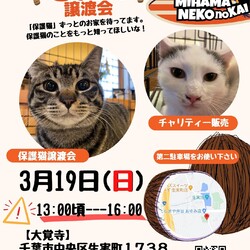 ねこの譲渡会 サムネイル1