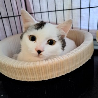 ごろごろ甘えん坊のすずちゃん