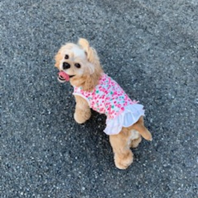 チロリンパパのカバー写真