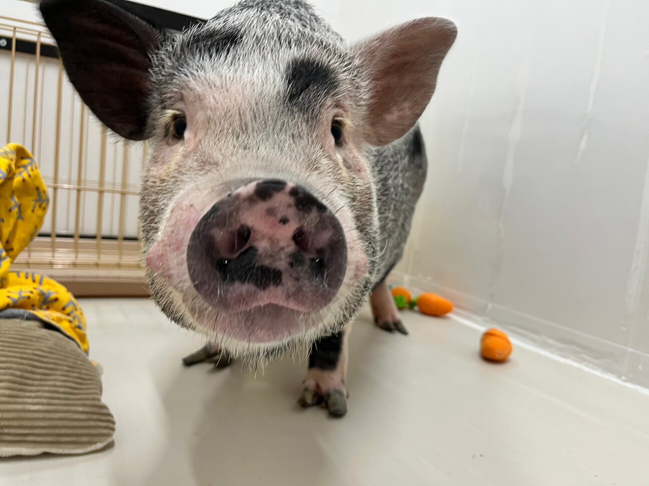 「ミニブタ・マイクロブタの...」東京都 - 爬虫類・他の里親募集(450637) :: ペットのおうち【里親決定25万頭！】