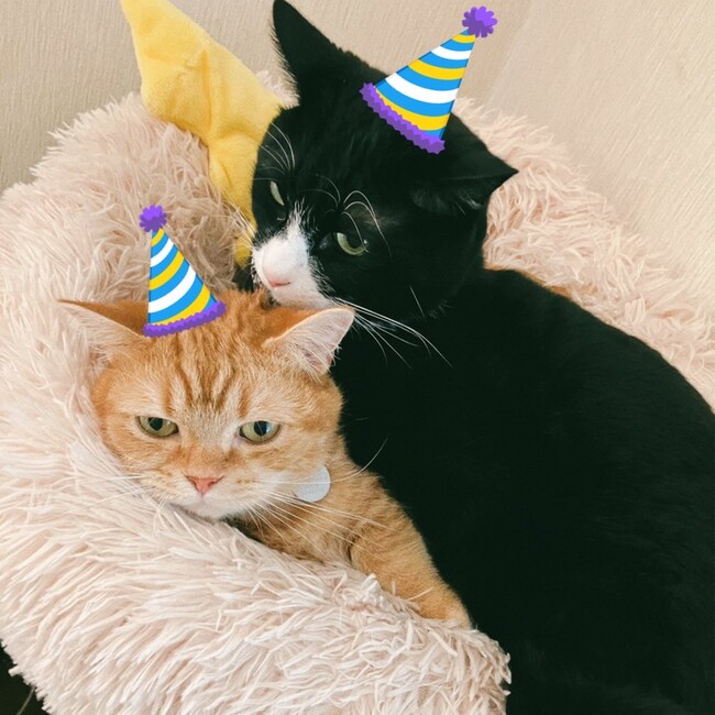 ささきしろえのカバー写真