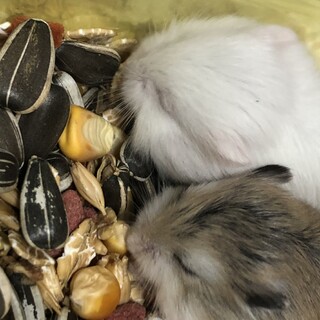 ロボロフスキー