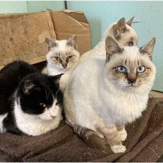 仔猫の里親募集しています！