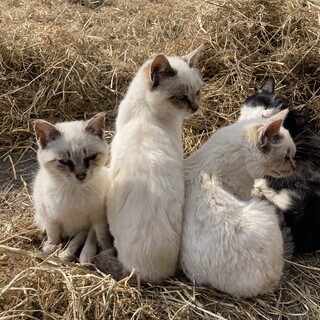 仔猫の里親募集しています！