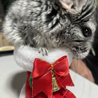 チンチラ(もーちゃん)