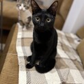 お顔も声も小鳥みたいな社長ちゃん（メス）