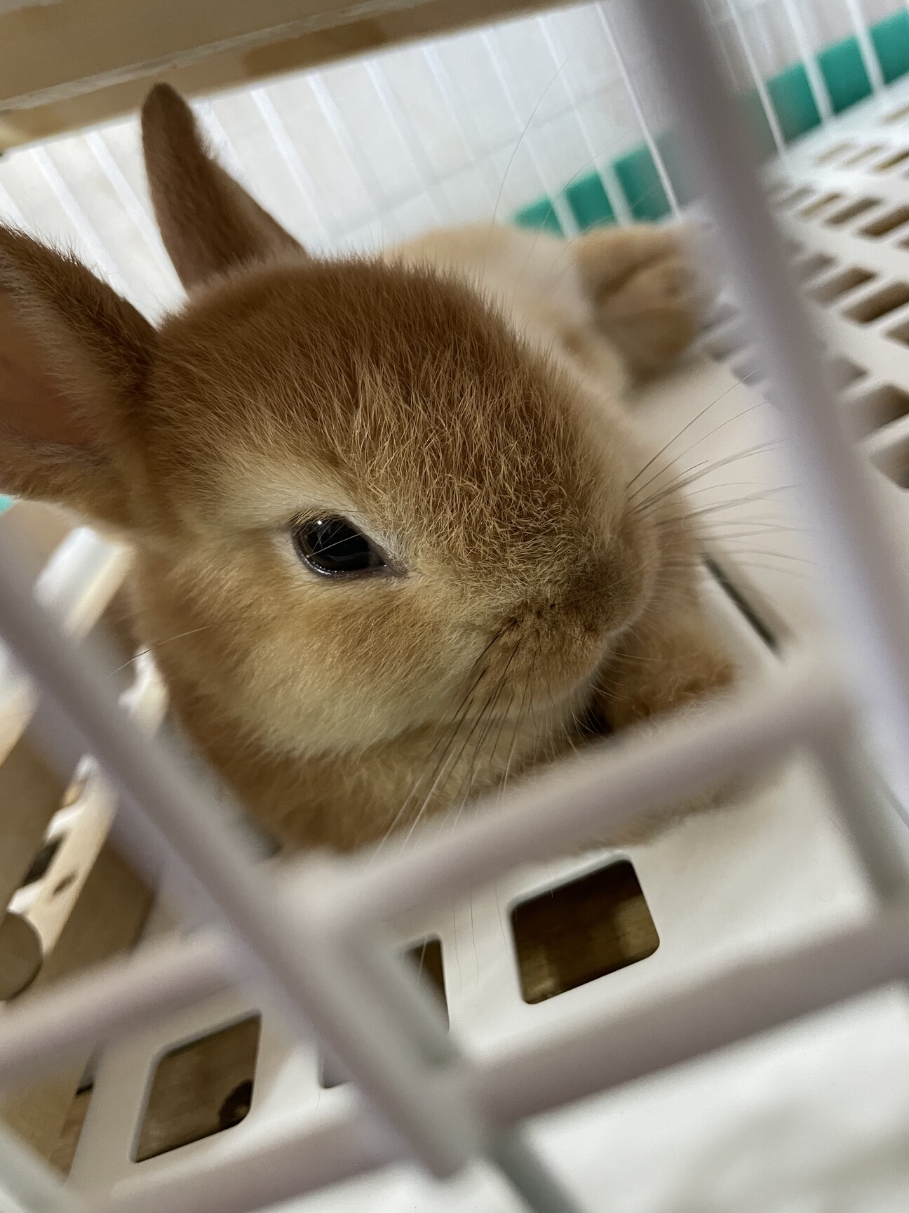 うさぎ(ネザーランドドワーフ)」愛媛県 - 小動物の里親募集(450652