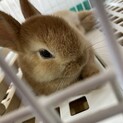うさぎ(ネザーランドドワーフ)