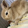 うさぎ(ネザーランドドワーフ) サムネイル2