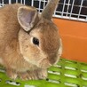 うさぎ(ネザーランドドワーフ) サムネイル4