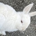 うさぎ(しろ)