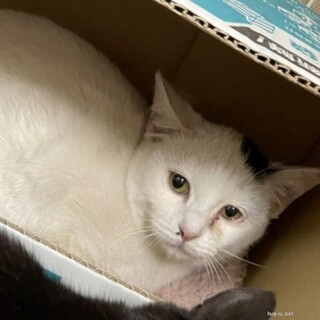 ツンデレ　ななちゃん