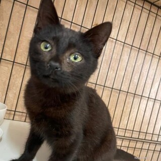 ベタ慣れ甘えん坊　みみちゃん