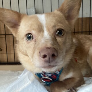 六花（りっか）　女の子