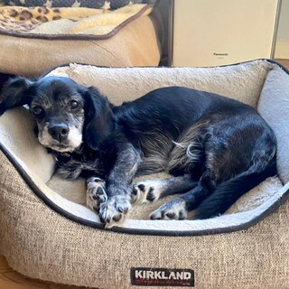 ダックスミックスの男の子 ロビくん